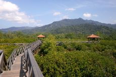 Tanam Mangrove Secara Masif Jadi Upaya Lindungi Pesisir