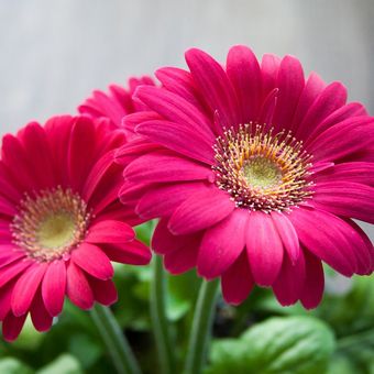 Ilustrasi bunga aster gerbera atau gerbera daisy.