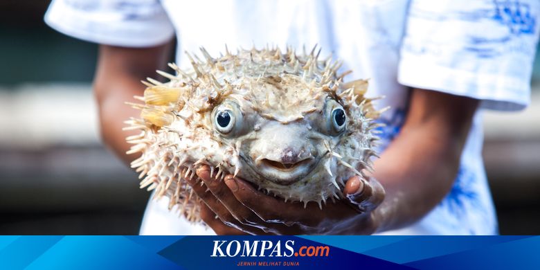 5 Kasus Keracunan Ikan Buntal Di Tanah Air Bocah 1 Tahun Hingga Suami Istri Meninggal Jadi Korban Halaman All Kompas Com