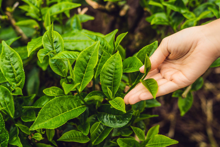 Fenomena Daun Tidak Bergerak Saat Sholat Id, Ini Penjelasan Sains dan Maknanya dalam Islam