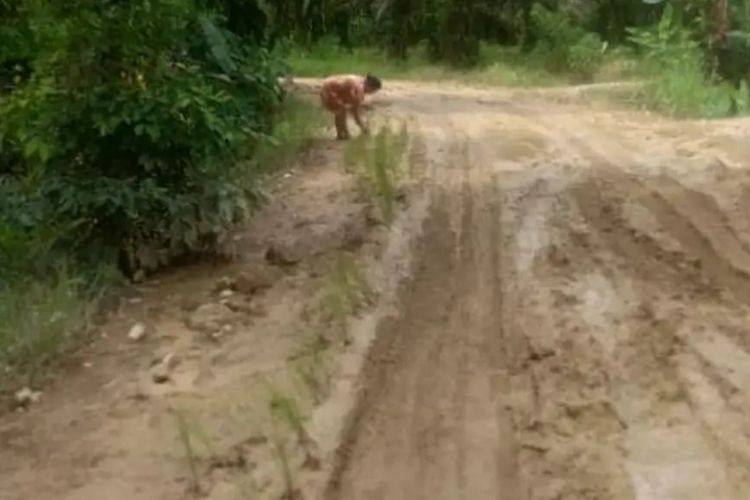 Seorang emak-emak warga Desa Kakulasan yang memilih menanam padi di ruas jalan setelah mengalami rusak parah dan tak kunjung diperbaiki oleh pemerintah, Selasa (7/2/2022).