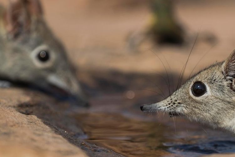 Tikus bermoncong (Creta figulari circumdari) diduga inang utama penyebar virus terbaru keluarga henipavirus.