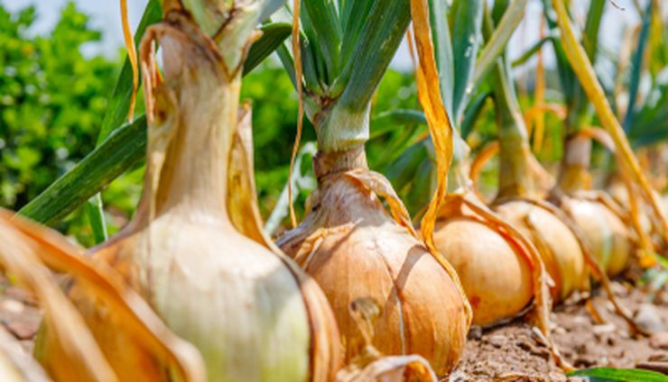 Kapan Bawang Bombay Siap Dipanen? Ini Penjelasan Selengkapnya