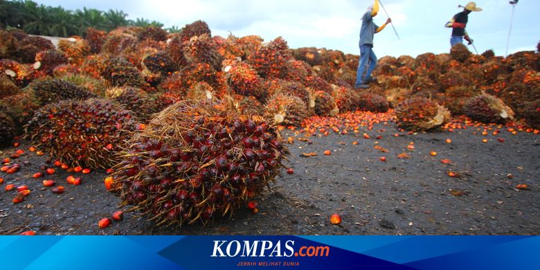 Harga TBS Sawit di Mukomuko Naik hingga Rp 100 Per Kg - Vimarsana News