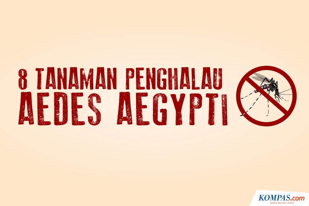 8 Tanaman Penghalau Aedes aegypti