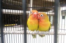 Tertarik Memelihara Lovebird? Ketahui Dulu 3 Hal Ini 