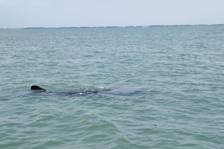Sejumlah hiu tutul muncul di perairan pantai Pasuruan, Rabu (30/07/2025) 