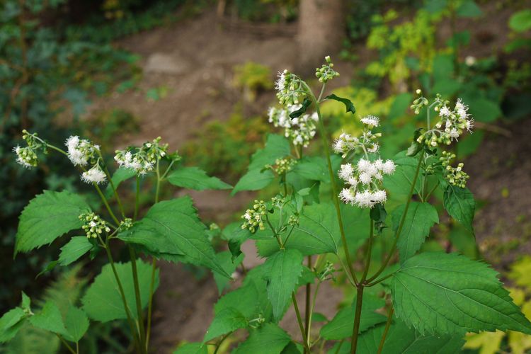 Ageratina altissima