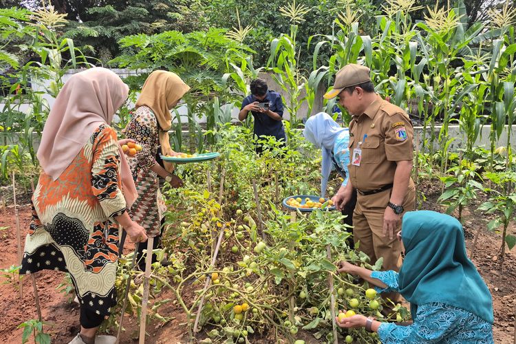 Transformasi Lahan Kumuh di Jakut: Jadi Kebun Produktif yang Hasilkan Sayur Gratis