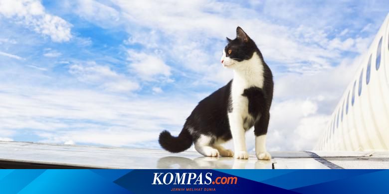 Kiat Wisata Ke Luar Negeri Dengan Hewan Peliharaan Halaman All Kompas Com