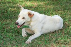 Alasan Anjing Berguling-guling di Rumput dan Cara Menghentikannya