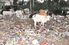 48 Ekor Sapi di India Mati karena Makan Plastik