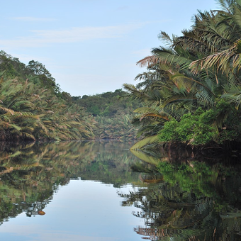 Taman Nasional Berbak, Sumatra