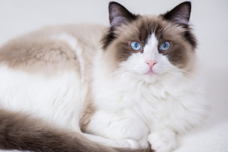 Ilustrasi ras Ragdoll, kucing paling populer di dunia.
