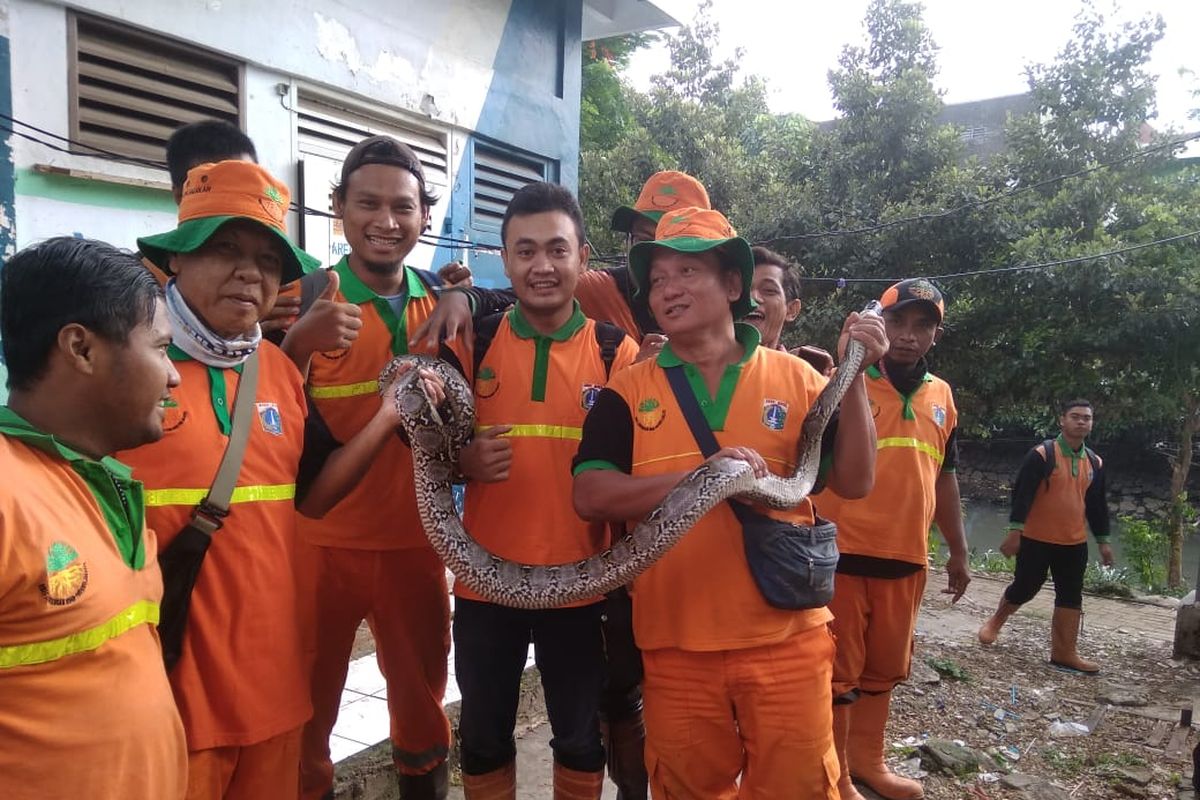 Petugas UPK Badan Air memamerkan ular sanca  yang ditemukan di aliran Banjir Kanal Barat dekat RPTRA Kalijodo, Jakarta Barat, Sabtu (16/3/2019).