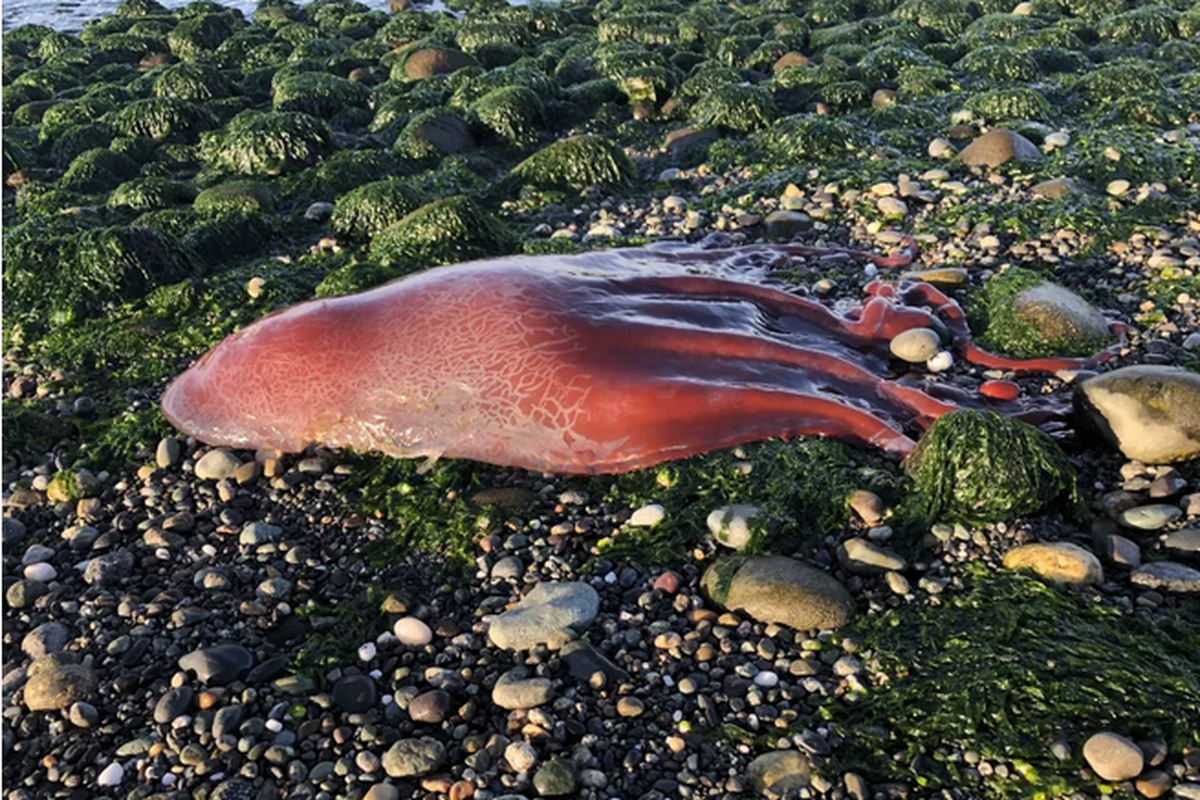 Gurita merah besar ditemukan di pantai berbatu Washington.
