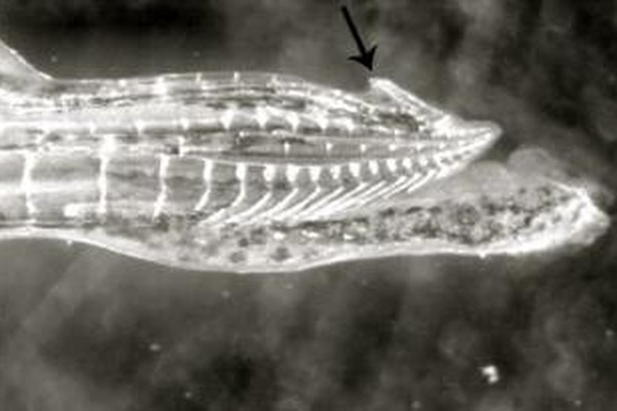 Cakar kelamin ikan guppy (ditunjukkan oleh anak panah).