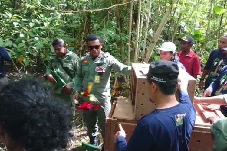 Petugas Balai Konservasi Sumber Daya Alam (BKSDA) Maluku melepasliarkan puluhan ekor satwa liar ke habitatnya di kawasan Sungai Nief, Kabupaten Seram Bagian Timur, Maluku, Sabtu (28/5/2022)