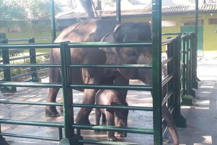 Bayi gajah Sumatera yang oleh Wali Kota Surabaya saat itu, Tri Rismaharini diberi nama Dumbo didampingi indukan gajah betina yang bernama Lembang (47) berada di wahana Kebun Binatang Surabaya (KBS), Selasa (30/7/2019).