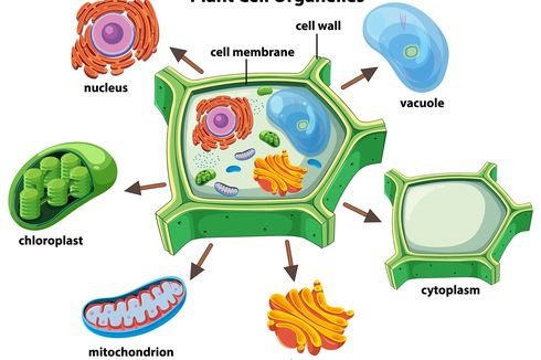 Kenali 7 Fungsi Vakuola pada Sel Tumbuhan Berikut Ini