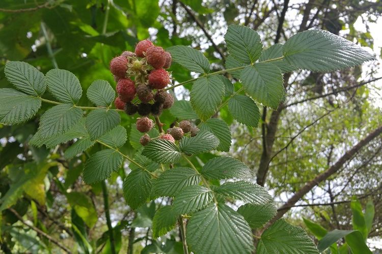 Buah berry di perkebunan warga Distrik Anggi Gida, Pegunungan 