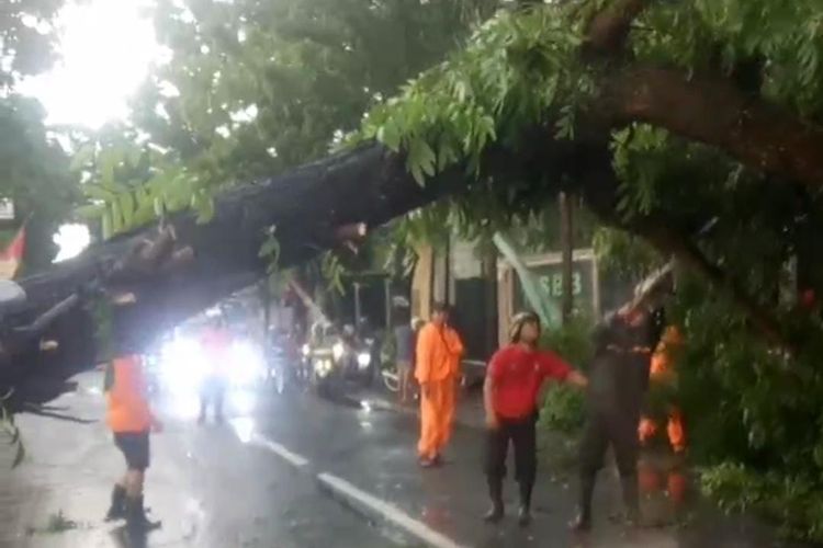 Hujan deras disertai angin di Kabupaten Jember menyebabkan pohon roboh ke tengah jalan pada Sabtu (5/11/2022) 