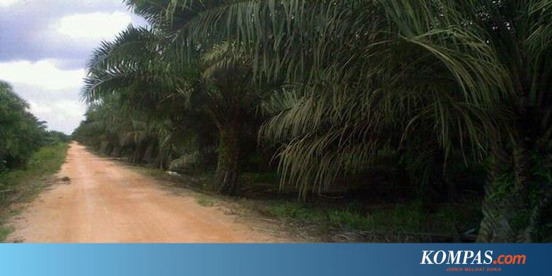 Kubu Raya Dikepung Kebun Sawit