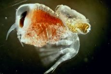 Simbiosis Hewan Laut Kecil, Gunakan 