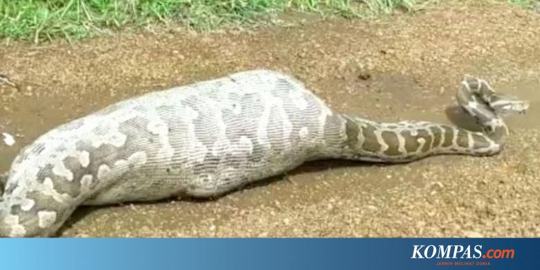 Telan Seekor Kijang Ular Piton Sepanjang 7 Meter Mati