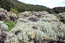 7 Lokasi Padang Bunga Edelweis di Indonesia, Bunga Abadi yang Dilarang untuk Dipetik