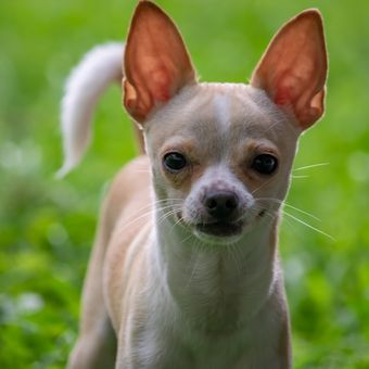 Ilustrasi anjing Chihuahua. 
