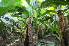 Mudah, Ini Cara Membuat Zat Perangsang Akar dari Bonggol Pisang