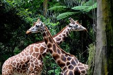 6 Aktivitas Menarik di Taman Safari Bogor, Ada Safari Malam Hari