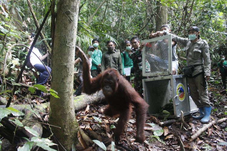 IAR Indonesia melepasliarkan 5 orangutan di Taman Nasional Bukit Baka Bukit Raya (TNBBBR), Kabupaten Melawi, Kalimantan Barat, Jumat (28/6/2019)  