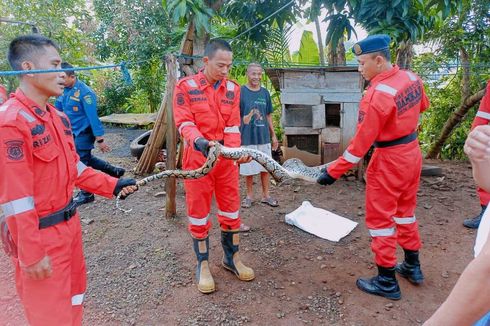 Petugas Damkar Bengkulu Evakuasi Ular Piton 4 Meter Pemangsa Ayam