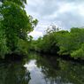 Jaga Kelestarian Hutan Mangrove, Masyarakat di Pulau Kaledupa Wakatobi Gunakan Hukum Adat