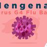 INFOGRAFIK: Mengenal Virus G4, Flu Babi Jenis Baru yang Berpotensi Jadi Pandemi