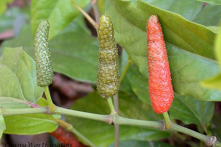Ilustrasi cabai jawa, tanaman cabai jawa.