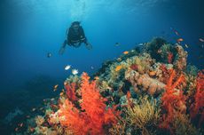 Selami Laut Banda dan Laut Merah, Ilmuwan Temukan 27 Spesies yang Bisa Bercahaya