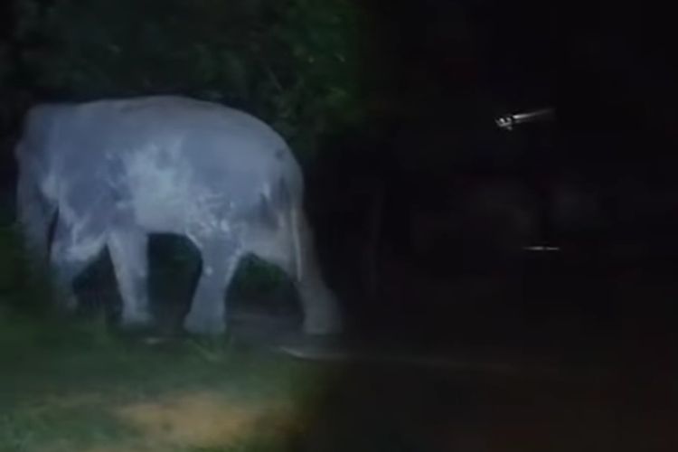 Gajah Liar Masuk Permukiman di Bener Meriah, Warga Panik Berjaga Semalaman, Harap Evakuasi ke Habitat