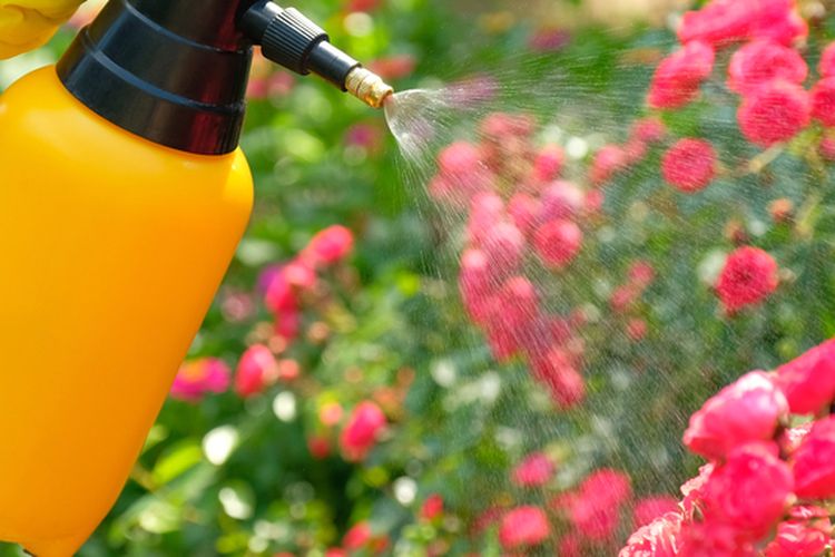 Ilustrasi menyemprotkan pupuk cair pada tanaman bunga. 