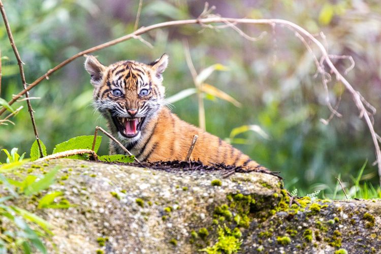 Harimau Sumatera kembar di Kebun Binatang Chester.