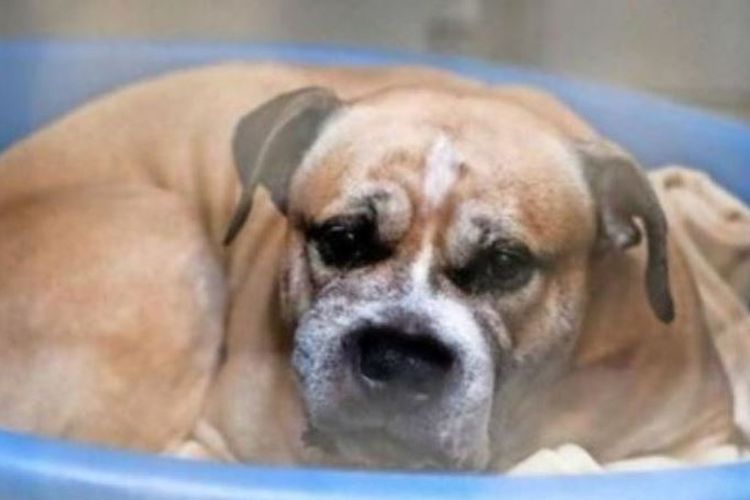 Anjing bernama Chico menyerang dua pemiliknya hingga tewas, di Hanover, Jerman, Selasa (4/4/2018). (Change.org via Sky News)