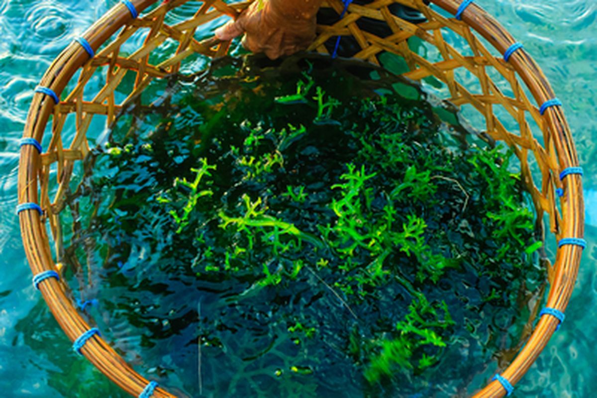 Ilustrasi budidaya rumput laut