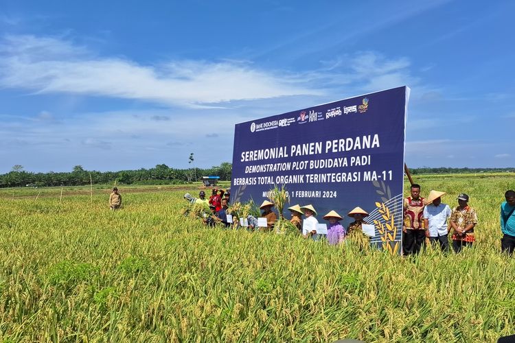 Panen padi petani milenial Bengkulu binaan Bank Indonesia. Panen kali ini petani muda Bengkulu torehkan satu hektar padi hasilkan 13 ton gabah di atas rata-rata panen nasional.