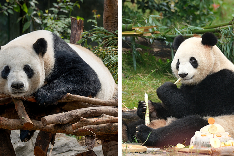 China Kirim 2 Panda Raksasa Ping Ping dan Fu Shuang ke AS Usai Pertemuan Xi-Trump