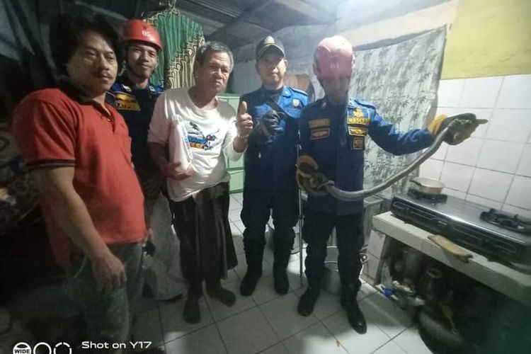 Petugas pemadam kebakaran berhasil mengevakuasi ular kobra sepanjang 1,5 meter dari dapur rumah warga Kampung Sarimulya, Kelurahan Pakansari, Kecamatan Cibinong, Kabupaten Bogor, Jawa Barat, Sabtu (30/7/2022).