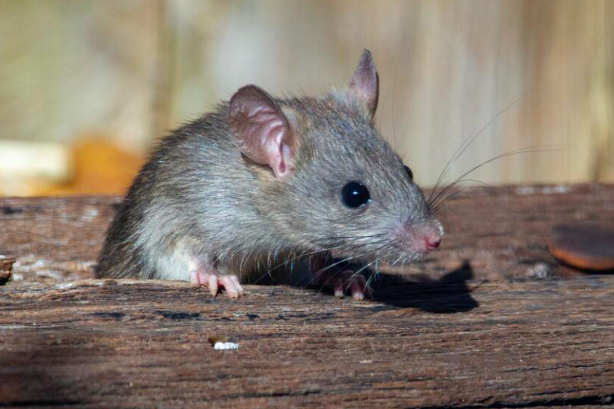 Jika di rumah ada tikus dan Anda tergigit, Anda bisa terinfeksi bakteri yang menyebabkan penyakit bernama rat bite fever. 