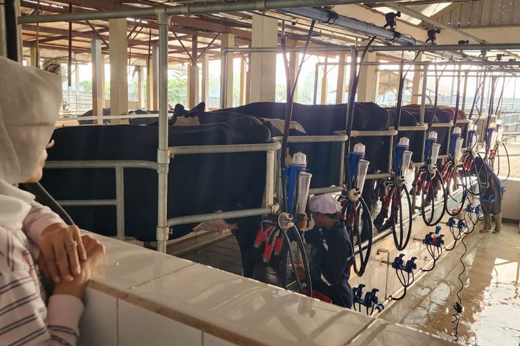 Mengenal Sapi Grati, Sapi Lokal Pasuruan yang Tangguh Terhadap Perubahan Iklim Tropis