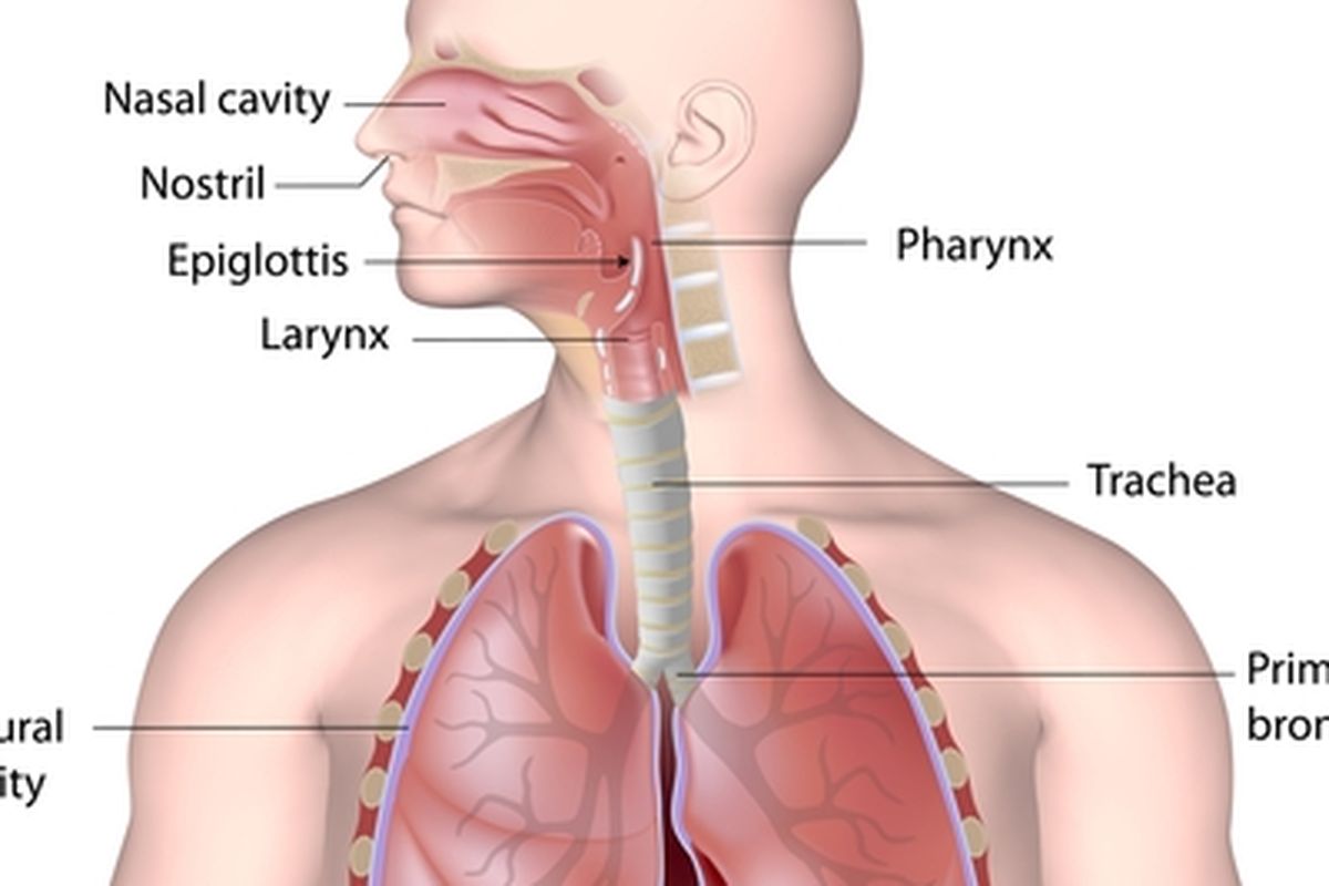Bagian-bagian saluran pernapasan